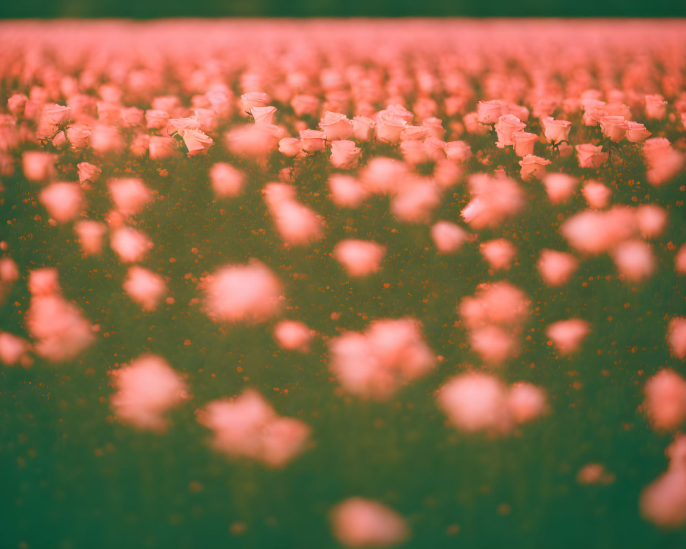 Blurred pink flowers in vast field with soft focus