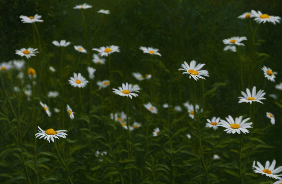 Tranquil White Daisies in Lush Green Field