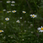 Tranquil White Daisies in Lush Green Field