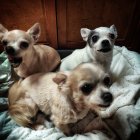 Three Chihuahuas snuggled in blue blanket with star patterns on wooden backdrop