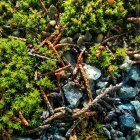 Tranquil Stream Bed with Multicolored Stones and Lush Flora