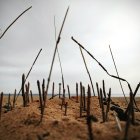 Barren tree trunks in golden grass under cloudy sky with city skyline.