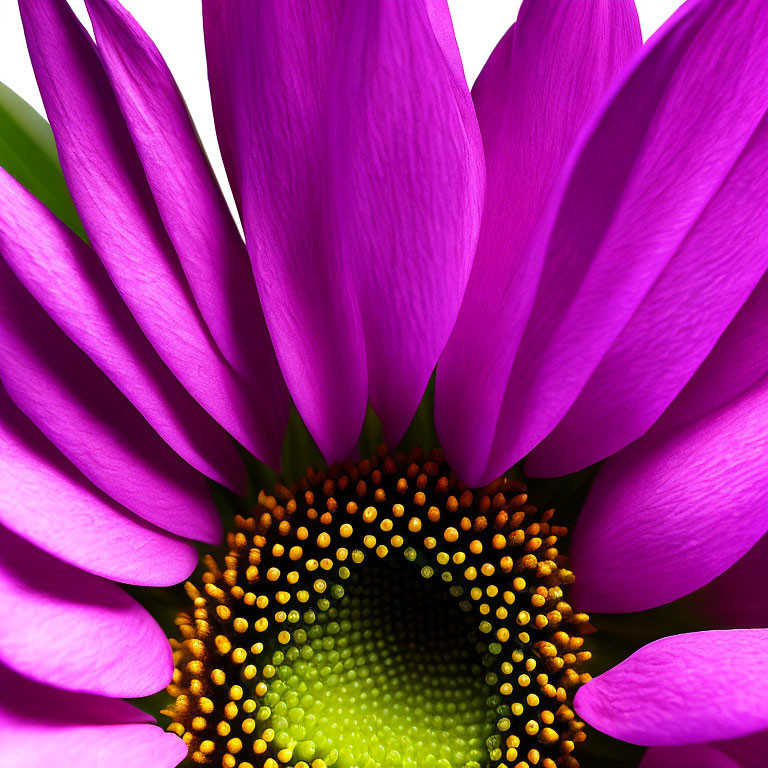 Vibrant purple daisy with green and yellow center showcasing delicate petal texture