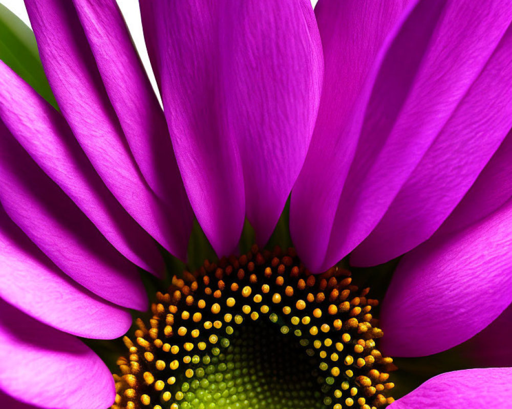 Vibrant purple daisy with green and yellow center showcasing delicate petal texture