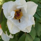 White peonies, green leaves, and Easter eggs on yellow floral backdrop