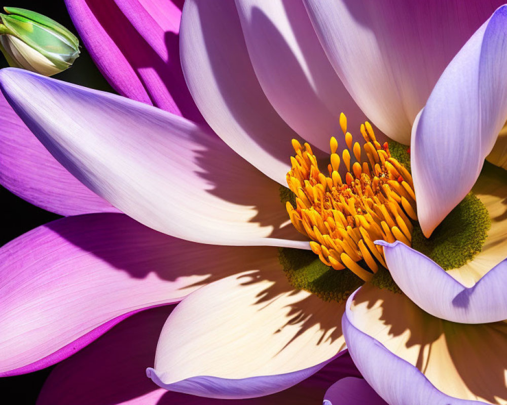 Vibrant purple and white water lily with yellow stamen on dark background