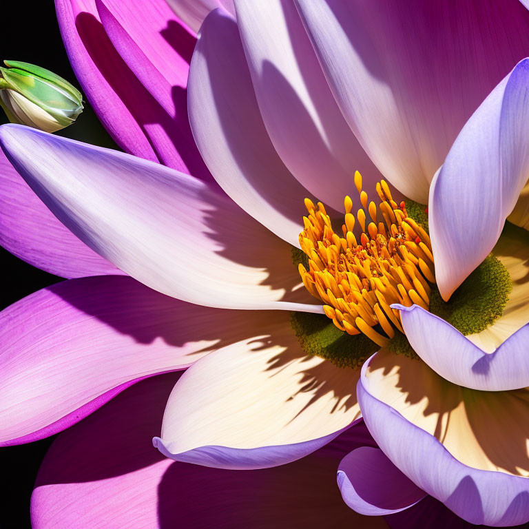 Vibrant purple and white water lily with yellow stamen on dark background