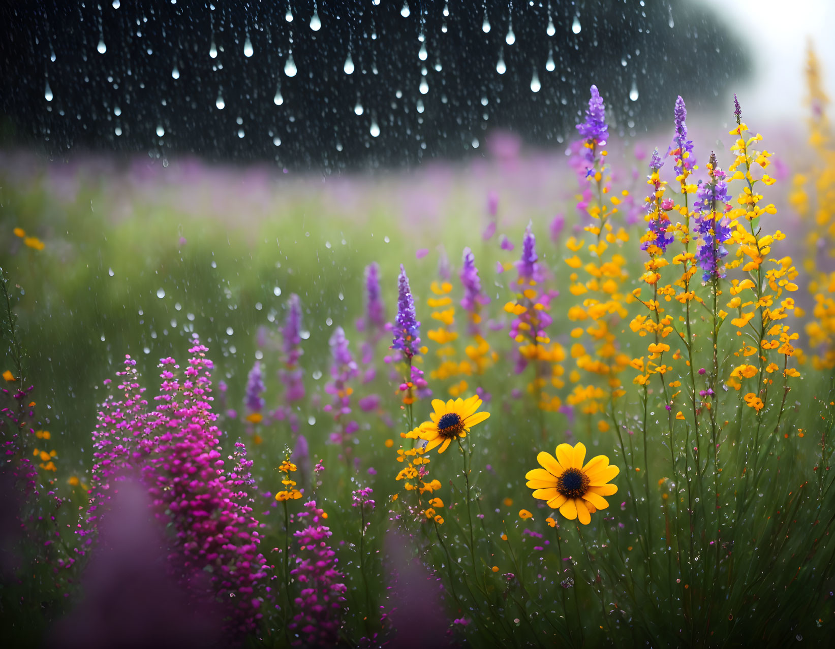 Purple and Yellow Flowers in Rain with Water Droplets on Green Field