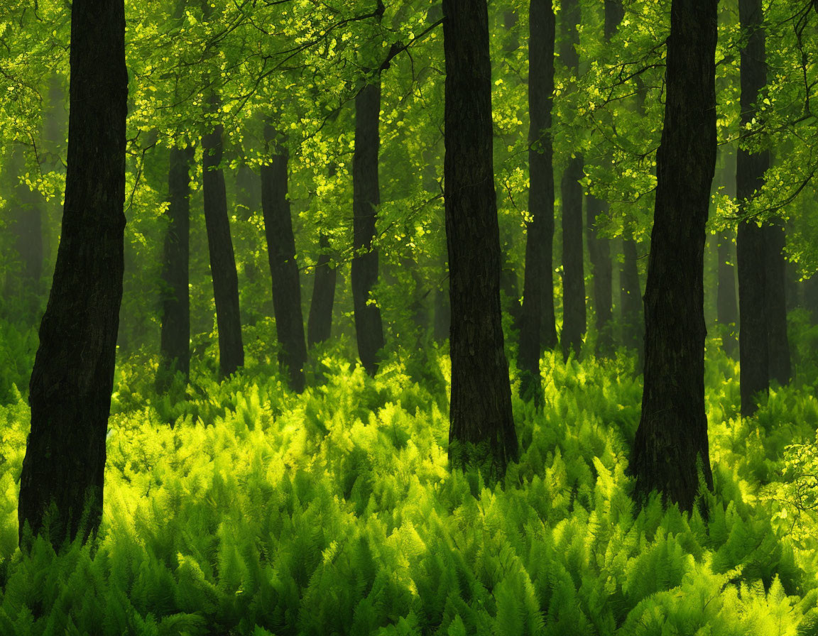 Sunlit Forest with Vibrant Fern Undergrowth