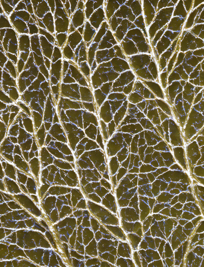 Detailed Close-Up: Branching Pattern on Dark Background