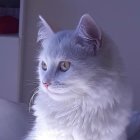 Fluffy White and Gray Cat with Blue Eyes on Purple Background