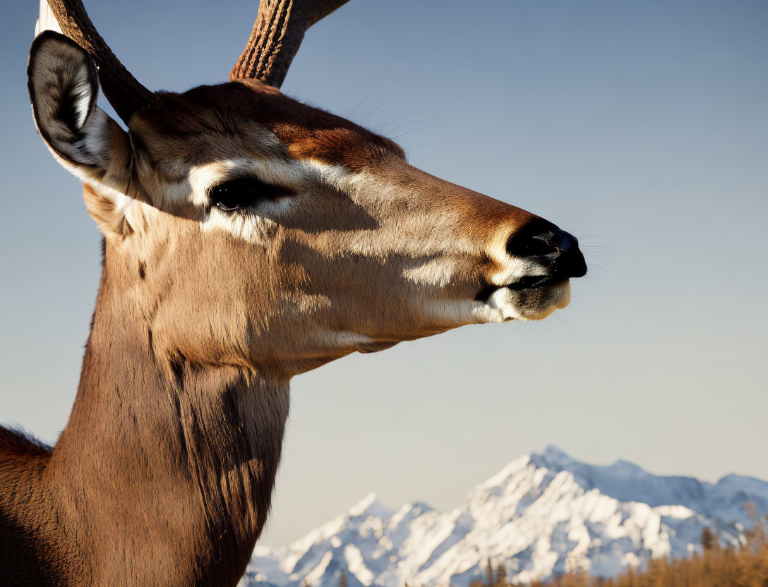 Brown antelope with mountain range backdrop under clear sky