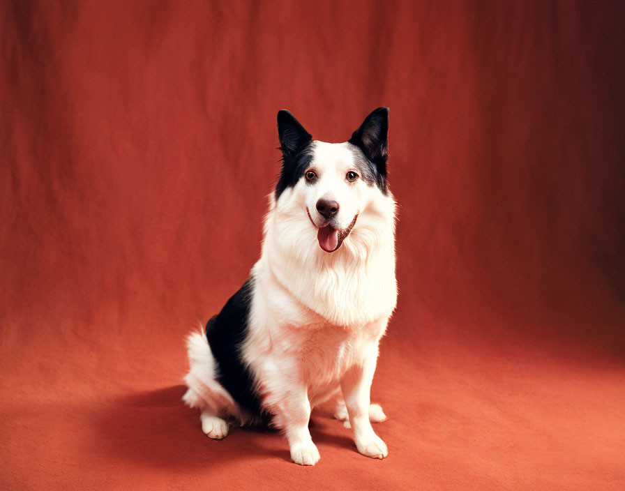 Black and white Border Collie against dark orange backdrop with happy expression