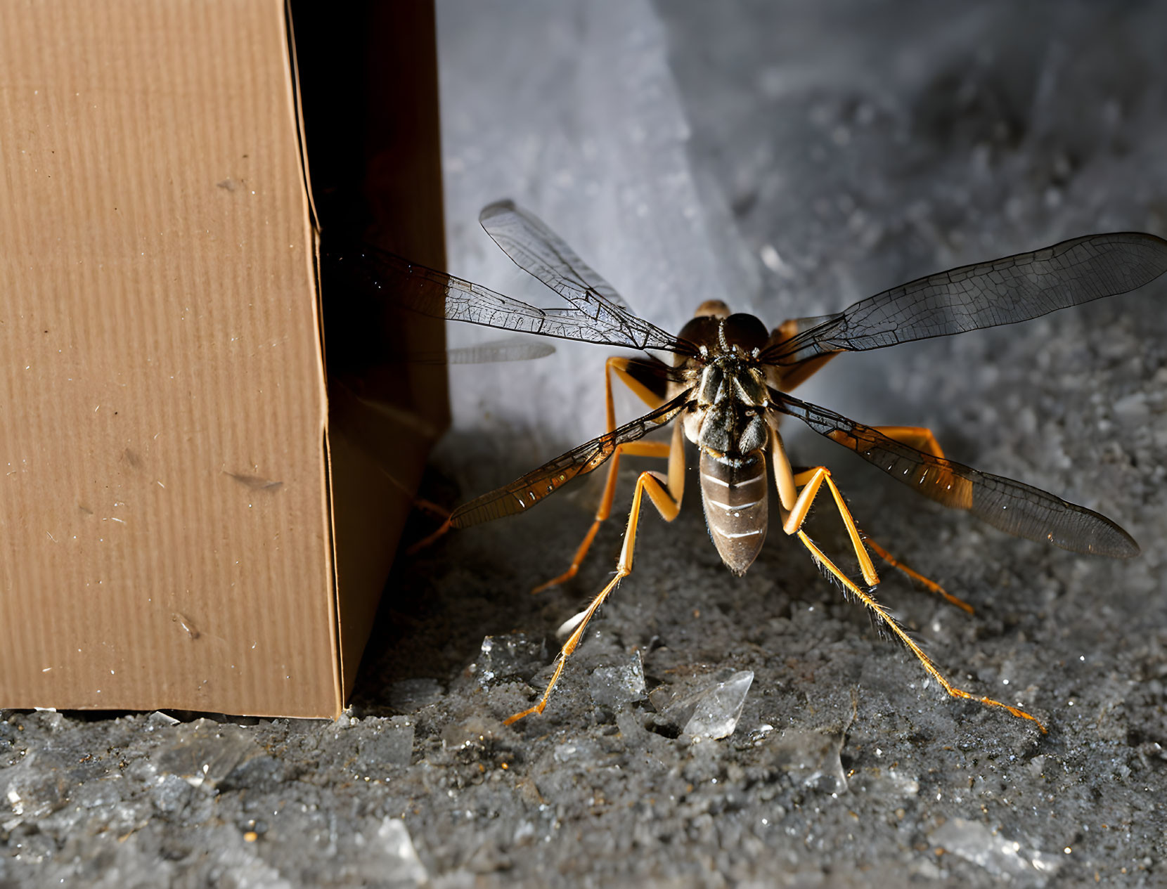 Dragonfly with Transparent Wings Next to Cardboard Box and Broken Glass