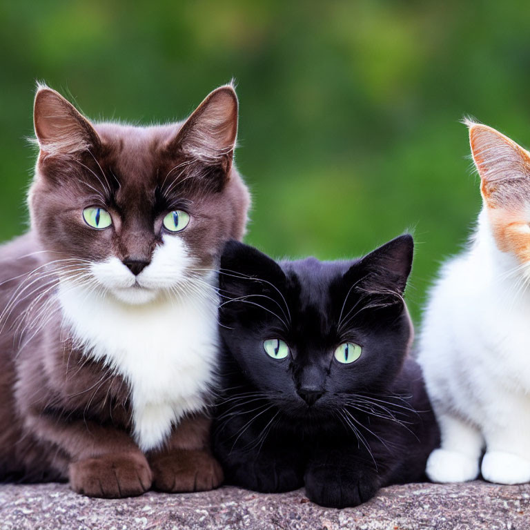 Three Cats with Striking Green Eyes: Chocolate, Black, and White with Orange Patches