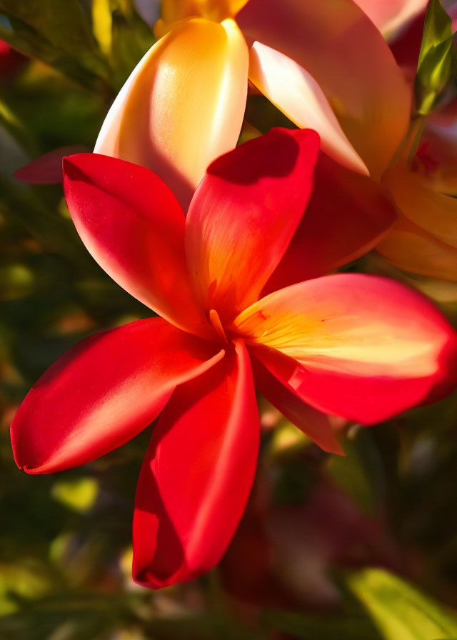 Close-up of red and yellow plumeria flower with soft-focus background