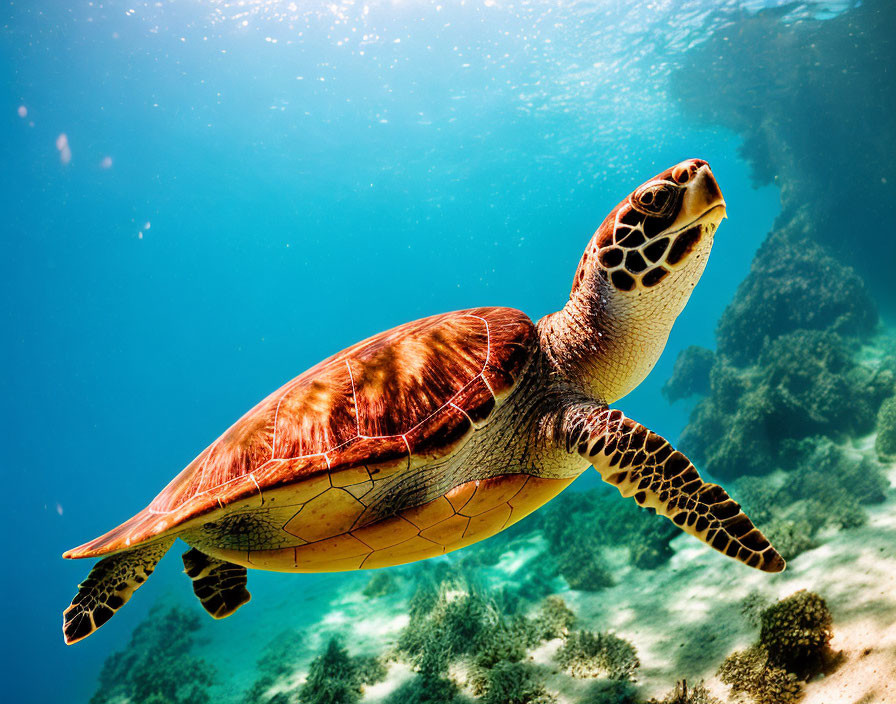 Underwater scene: Graceful sea turtle among marine plants