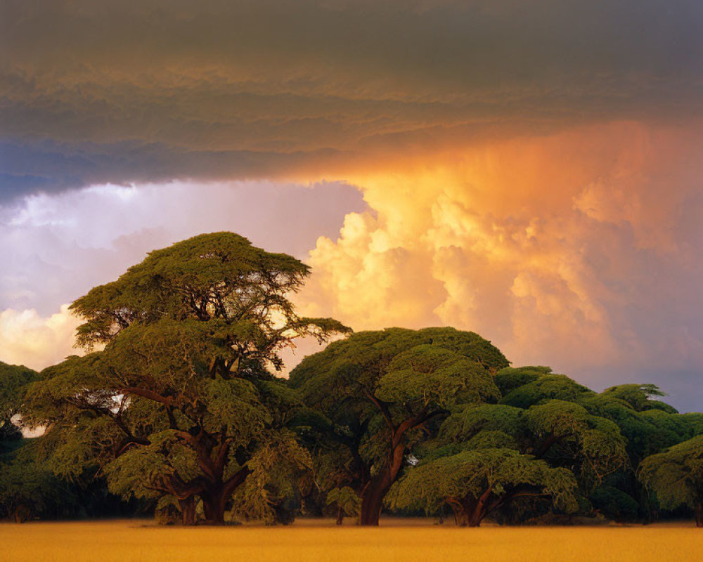 African savanna landscape with green acacia trees and stormy sky