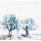 Whimsical artwork: Large trees, snow-like specks, figure in red cloak