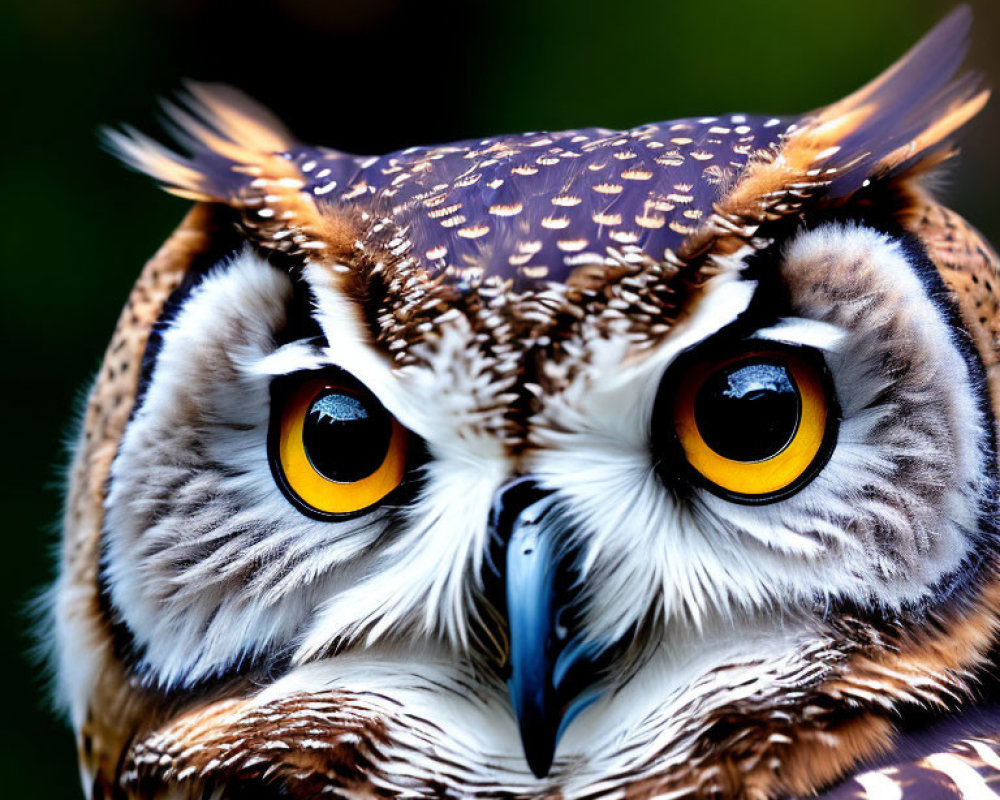 Brown and White Owl with Orange-Yellow Eyes and Tufted Ears on Green Background