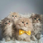 Four Cute Kittens with Blue Eyes and Fluffy Fur, Two with White Collars and One with