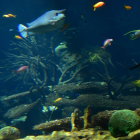 Colorful fish swim in vibrant underwater scene with coral reef under blue light