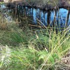 Colorful painting of tall grasses on vibrant striped background