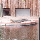 Crocodile with Open Mouth Emerging from Water on Brown Background