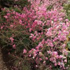 Lush garden painting with blooming pink flowers