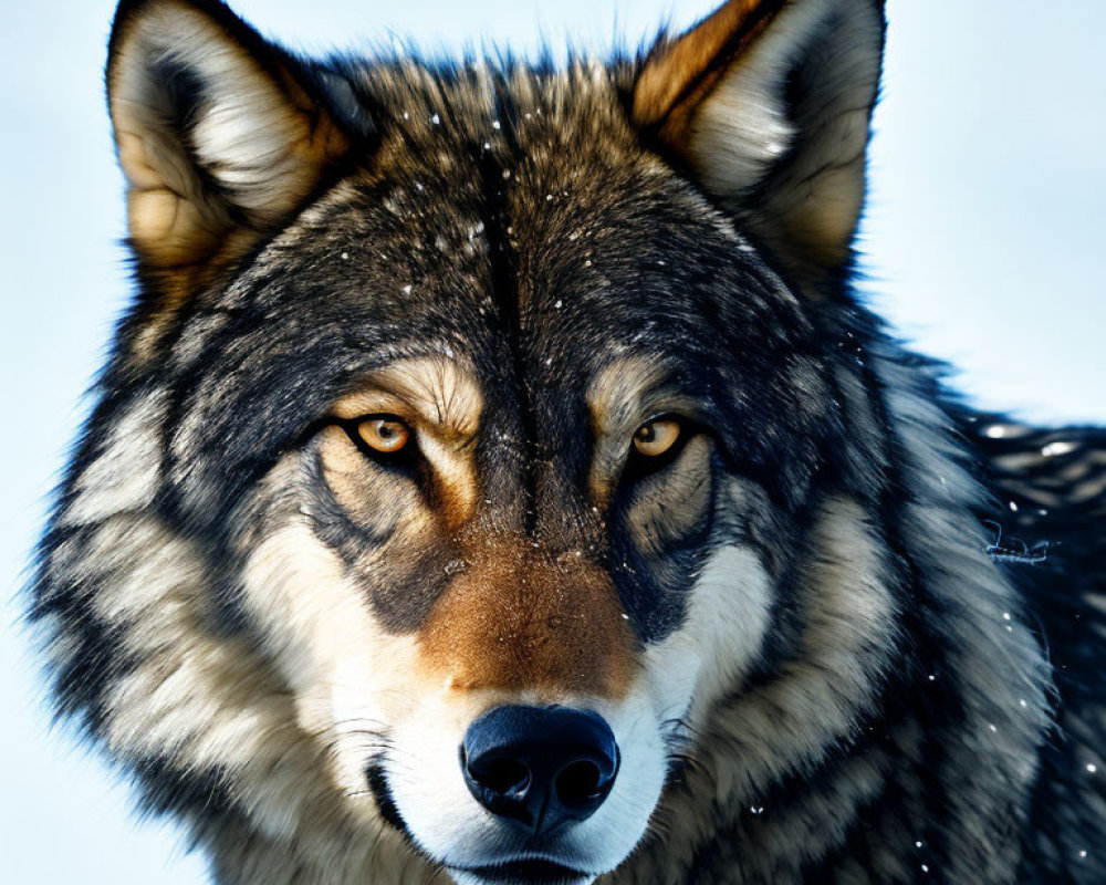 Detailed close-up of a wolf with amber eyes and intricate fur pattern on blue backdrop