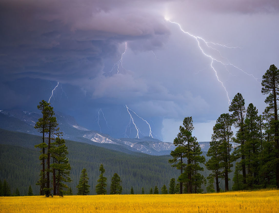 Dramatic lightning storm over pine forest with mountain backdrop