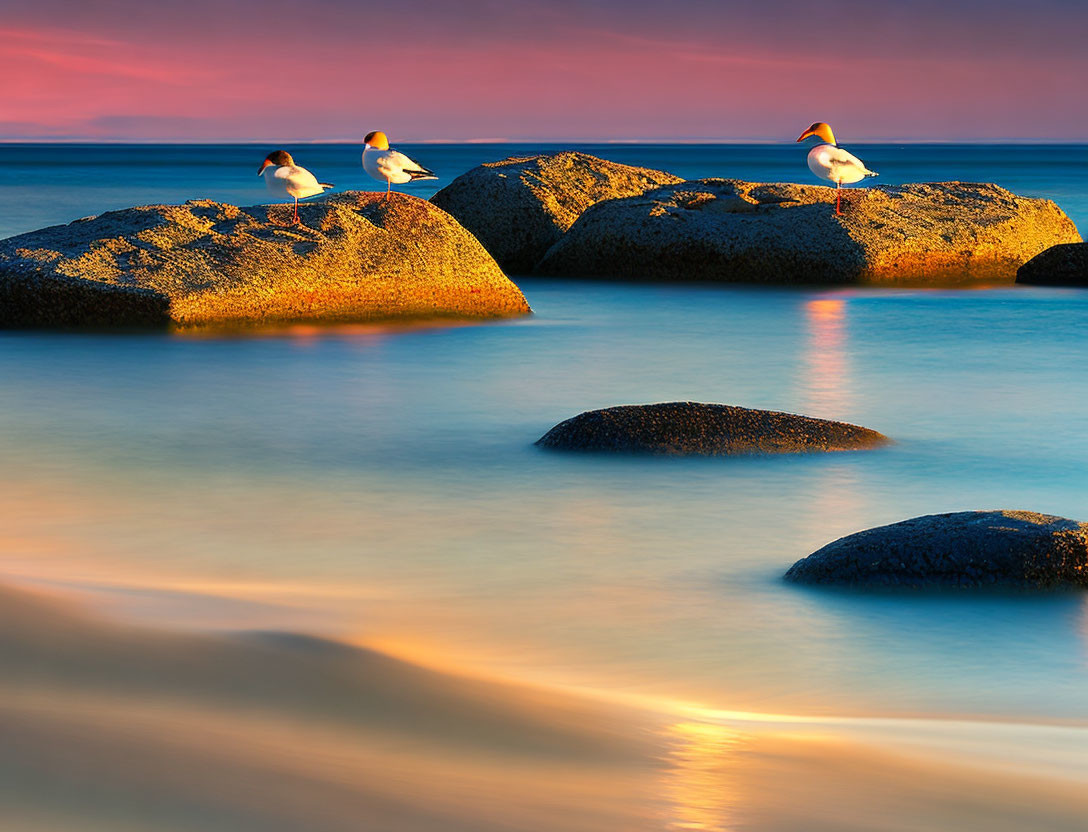 Seagulls perched on coastal rocks at sunset with calm blue water