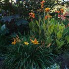 Colorful Garden with Orange and Purple Flowers and Soft Glow