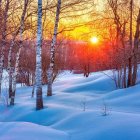 Winter landscape: Sunset, snow-covered trees, tranquil river