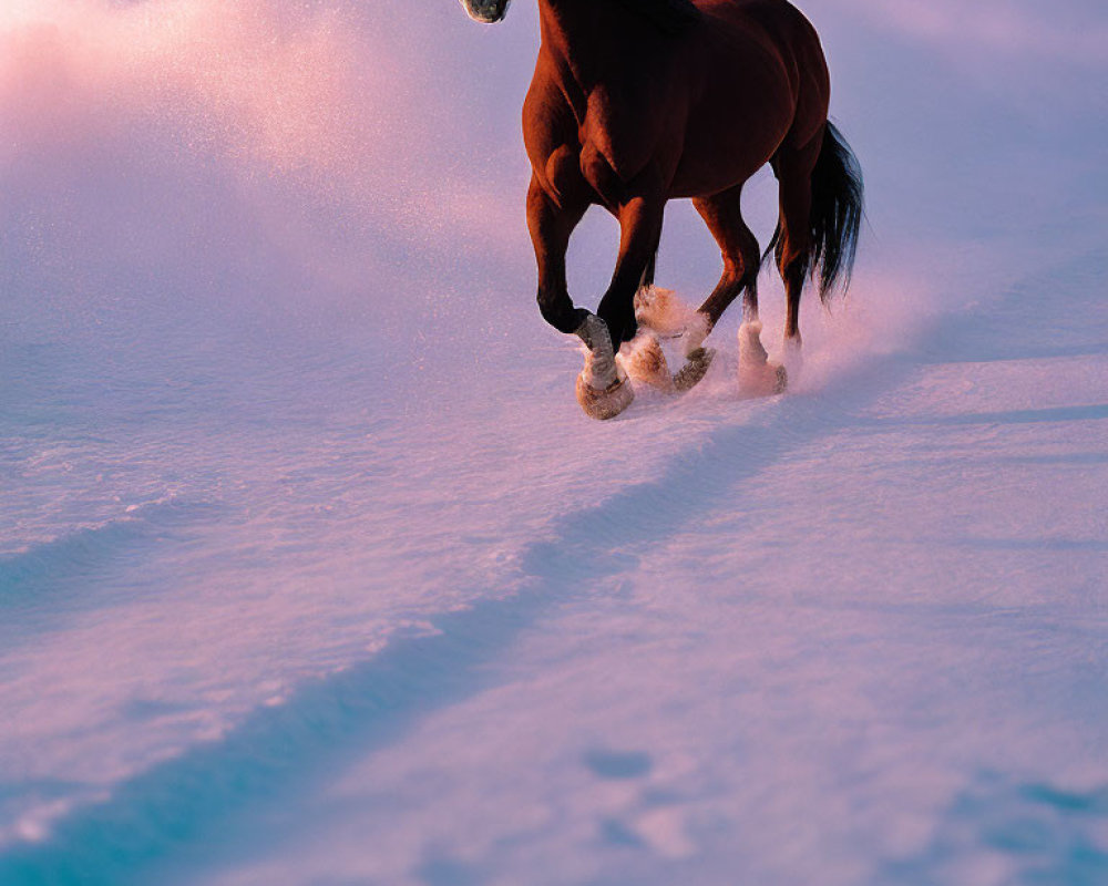 Galloping Horse in Snowy Landscape at Winter Sunset