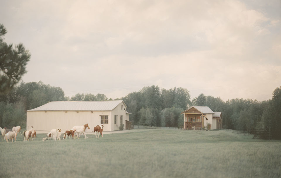 Tranquil rural landscape with white barn, cozy house, grazing sheep, lush green field, and