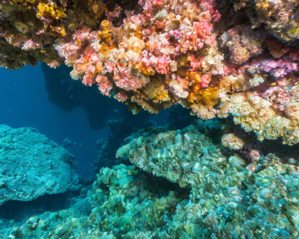 Colorful Coral Reef Displaying Diverse Textures and Marine Life