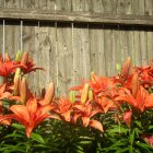 Orange Flowers and Butterflies with Sunlit Ivy Fence