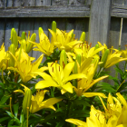 Yellow flowers bloom in lush garden with waterfall and ethereal light