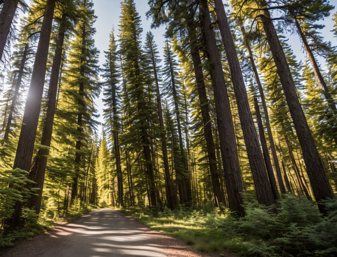 Tranquil forest road with towering pine trees and sunlight streaming through branches