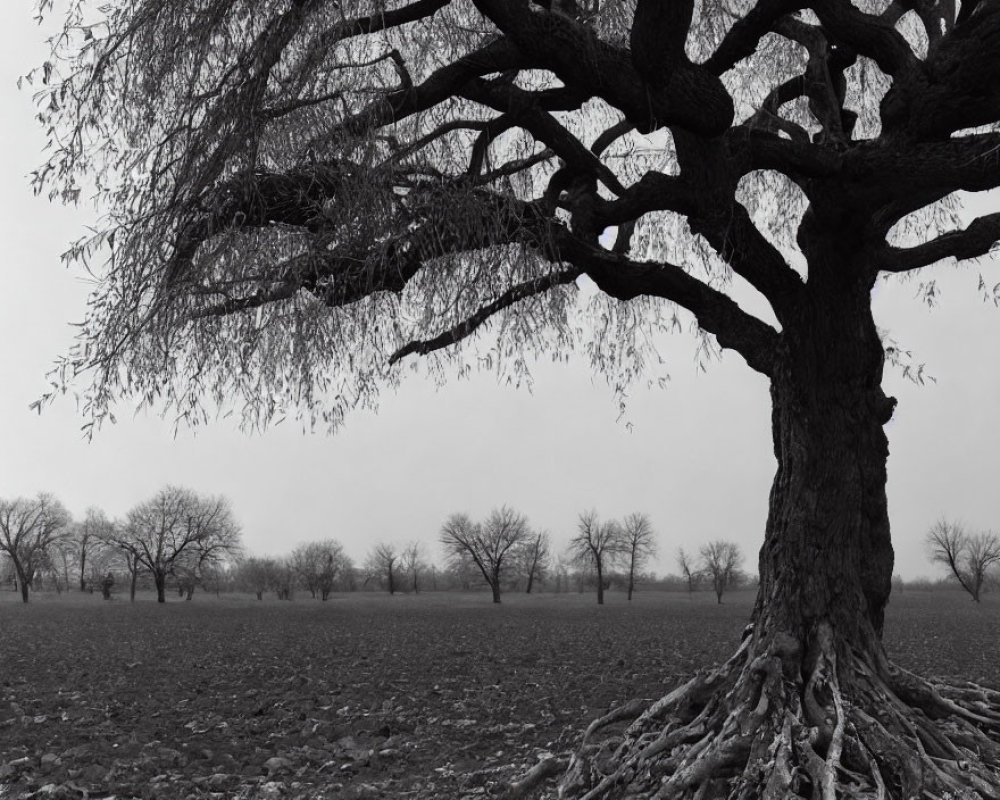 Monochrome landscape with prominent tree and exposed roots