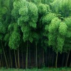 Tranquil fantasy garden with lush green foliage, serene pond, and mystical path