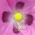 Detailed Digital Artwork: Large Purple Flower with Yellow Stamens on Vibrant Pink and Purple Background