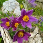 Colorful floral painting with purple, white, and red flowers on green foliage