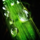 Various sizes of glistening water droplets on vibrant green-yellow surface