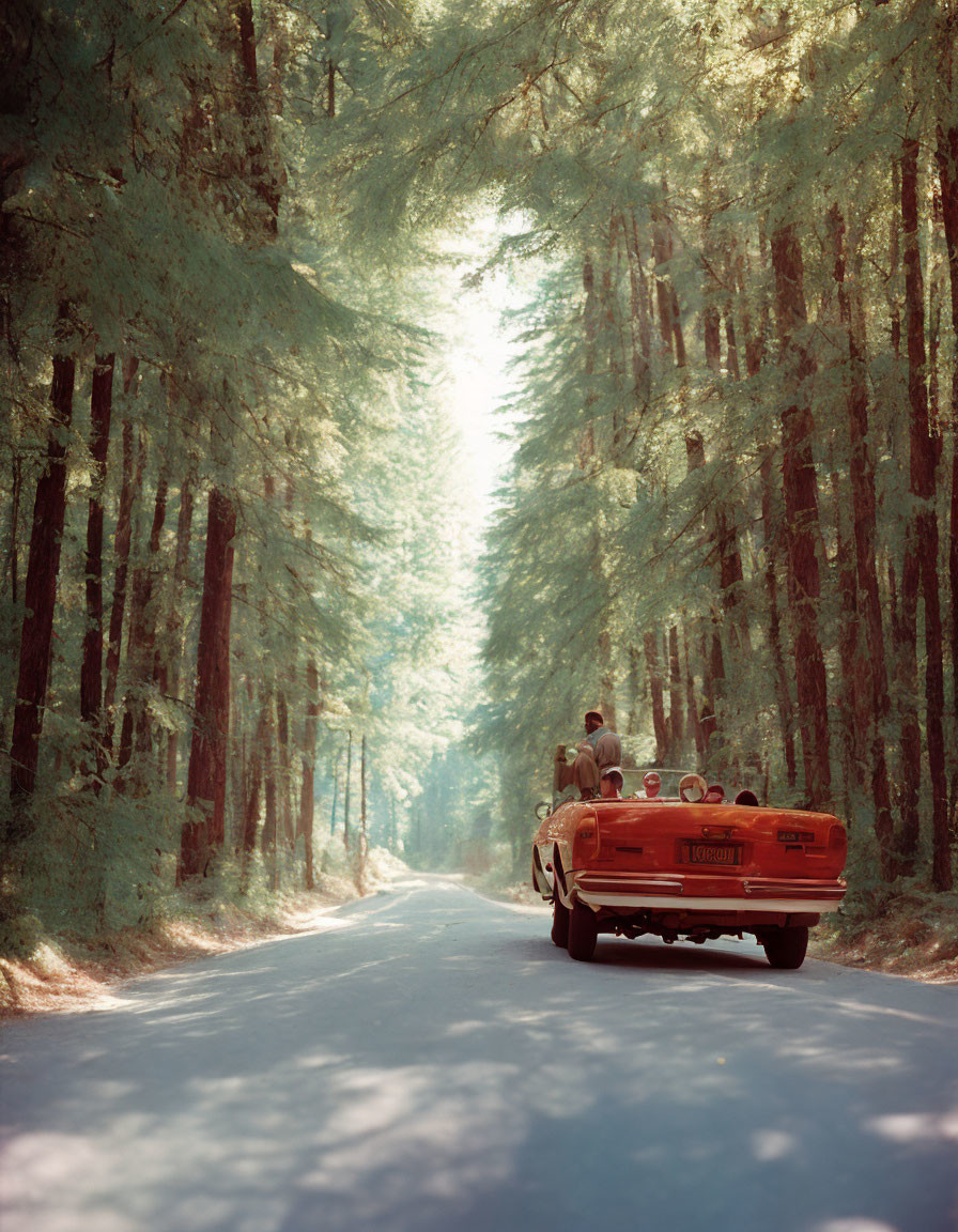 Classic Red Convertible Driving Through Sunlit Forest Road