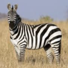 Zebra in savanna with acacia trees and dry grass