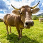 Colorful Cow with Psychedelic Patterns Grazing in Lush Field