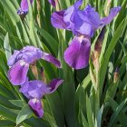 Vibrant purple irises with orange and yellow accents on dewy green foliage backdrop