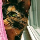 Three cats with ornate headset by window with pink curtain